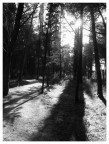 winter's tale
