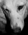 Pentimento