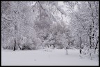 Dopo l' abbondante nevicata ed il freddo della notte gli alberi spogli sembrano delle sculture di ghiaccio.