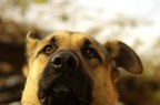 arrivata la macchinetta ed essendo bloccato in casa causa esami ho mitragliato il povero jago
