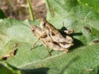 Macro f5.6 esposizione 160 mano libera
Graditissimi commenti di ogni genere