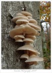 Funghi rampicanti