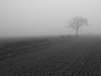l'albero