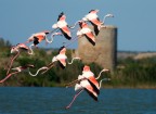la "gente rossa"  dello stagno di cabras