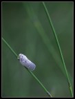 Metcalfa pruinosa