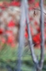 Autunnale I