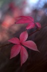Autunnale II