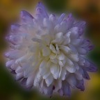 PETALI