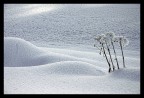 gelata notturna (2)