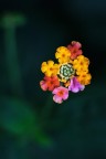 Like a bouquet