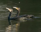Cormorani