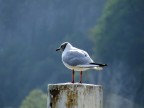 Sguardo