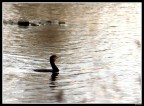 Cormorano