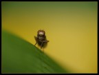 Moschina