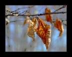 Autunno classico