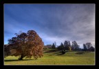 l'albero e la villa