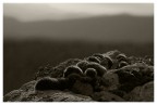 Puntaspilli