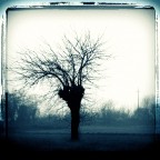 alberoblu