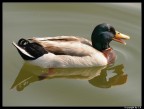 Sigma APO 70-300, mm 238 - f/8 - 1/400sec - ISO 200