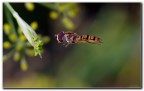 Piccolo dittero syrphidae in volo