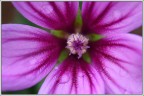 Malva Sylvestris