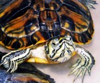 Animali