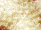 Un pezzo di corallo dalle Maldive - Particolare