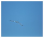 Diagonale di volo
