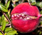 Melagrana mignon  grandezza naturale 3 cm
