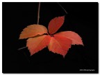 autumn leaves