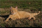 Gatto
