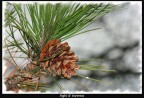 Aghi d'inverno