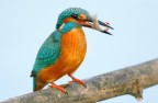 Pesca fruttuosa