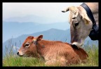 tenerezze bovine