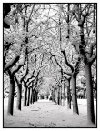 ...il viale innevato...
