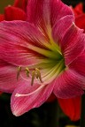 Colori