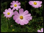 Semplicemente fiori, ma non mi sembrava malaccio ^^