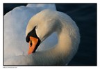cigno 2