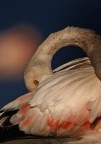 Mi permetto di segnalare un nuovo forum sulla fotografia naturalistica aperto a tutti con tante possibilit...
[url]http://www.wildlifeenature.com[/url]
Grazie.
Ciao a tutti