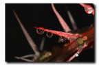 rosso spinoso...