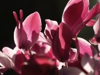 macro