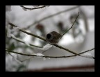 capinera nella neve