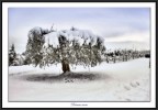 .....la magia del paesaggio innevato.