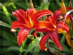 rosso e verde