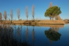 Canne e riflessioni...
