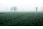 nella nebbia