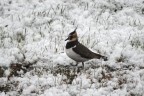Nikon D80+55-200 VR
