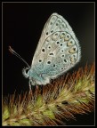 Licenide