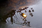 Riflessi