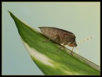 Cimice